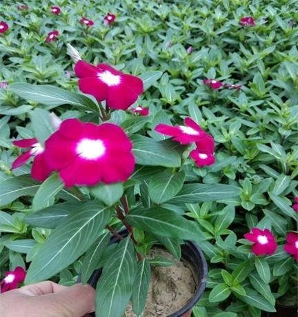 半枝莲病虫害防治（掌握关键技术，打造健康种植）
