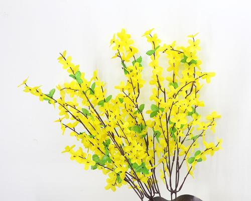 迎春花的颜色和养护方法（迎春花的五彩斑斓与照顾技巧）