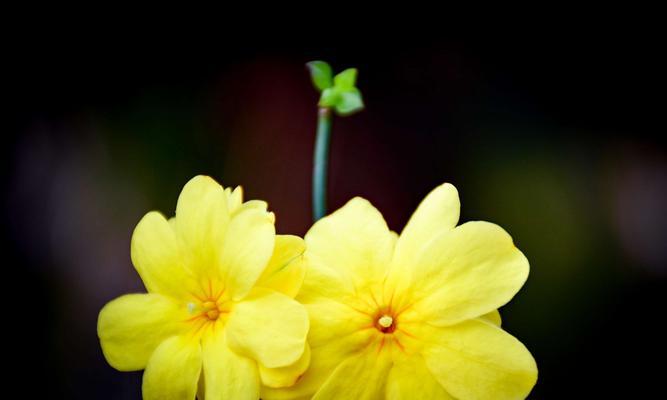 迎春花的颜色和养护方法（迎春花的五彩斑斓与照顾技巧）