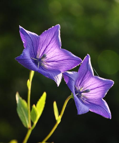 以百合花为主题的复活花语（寓意重生、希望与新开始的百合花语）