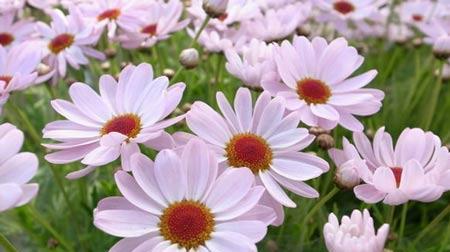 父爱如花（以康乃馨为主题的父爱花语）