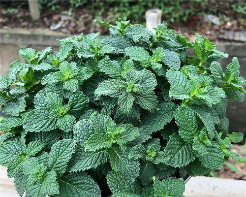 养这种驱蚊植物最有效（种植驱蚊植物，让蚊子远离你）