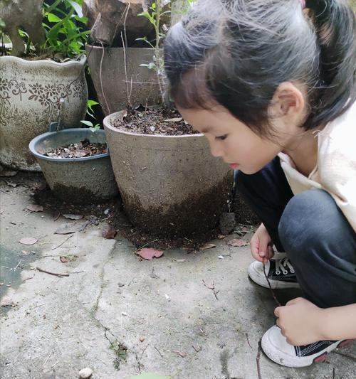 花盆中蚂蚁的消除方法（打造健康花园，从消除花盆中的蚂蚁开始）