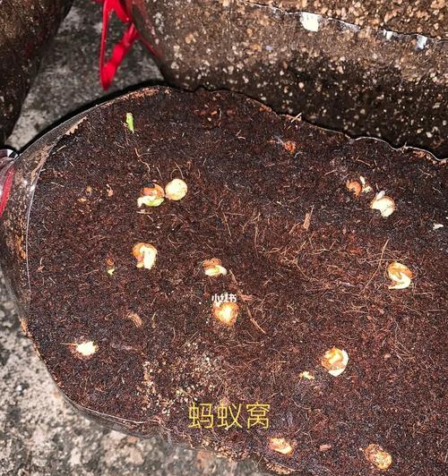 花盆中蚂蚁的消除方法（打造健康花园，从消除花盆中的蚂蚁开始）