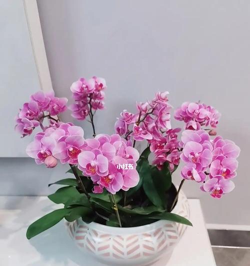 蝴蝶兰如何快速开花（善待蝴蝶兰，轻松成就花香梦）