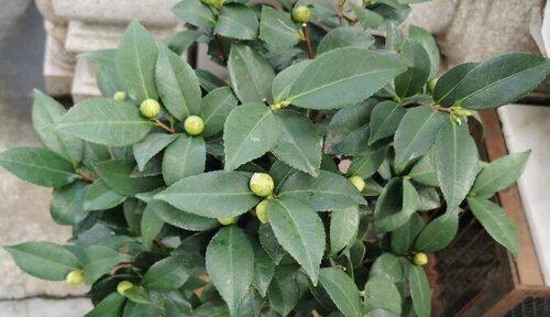 冬天如何给茶花施肥（茶花冬季肥料选择及使用方法）