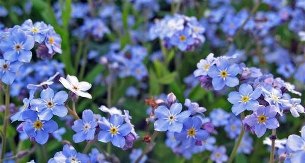 回归的花语-以桃花为主题的文章（桃花开放的时节、桃花花语的解读与传递）