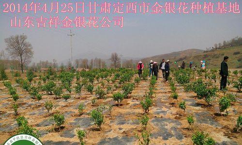 金银花的种植地点选择与注意事项（适合在哪些地方种植金银花？如何注意种植？）