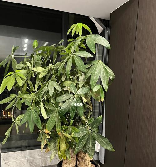 养护发财树的技巧（让盆栽发财树长得茁壮，招财进宝）