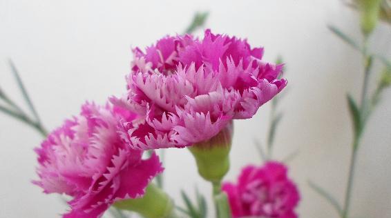 和好花语——以向日葵为主题的文章（阳光与和谐的象征——向日葵传达着和好的花语）