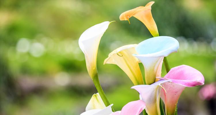 和谐之花——以牡丹花的花语为主题的文章（探寻牡丹花的和谐之美）
