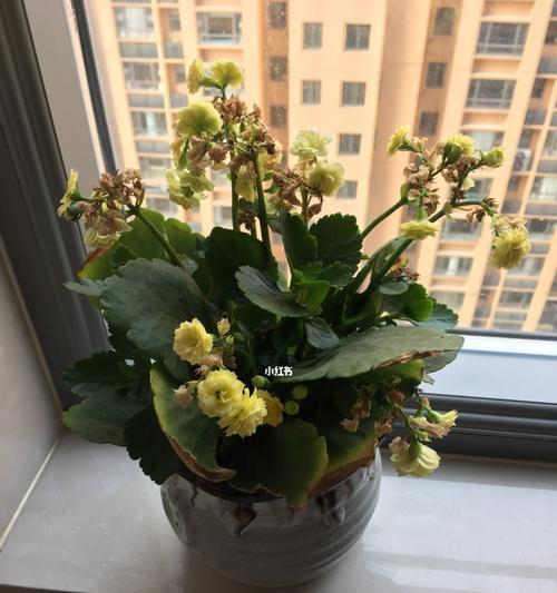 长寿花修剪技巧（打造漂亮长寿花的小窍门）
