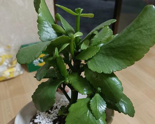 长寿花修剪技巧（打造漂亮长寿花的小窍门）