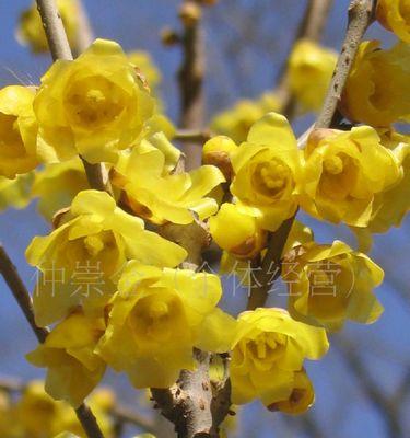 腊梅花种子的种植时间和技巧（让你轻松打造美丽的腊梅花园）
