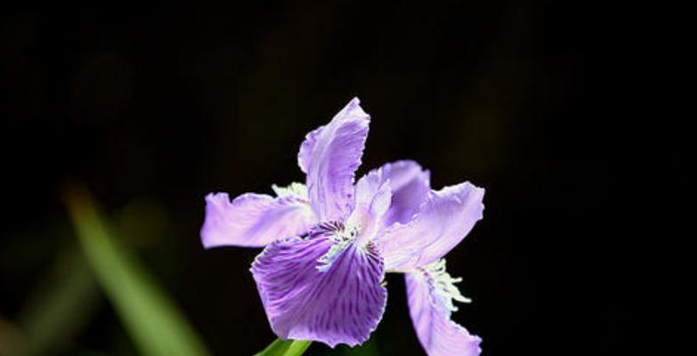 坚韧之花（以菊花为例，探讨花语中的坚韧力量）