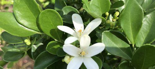 坚韧之花（以菊花为例，探讨花语中的坚韧力量）