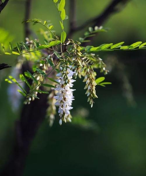 槐花常见病害及防治方法（保护槐花健康，防范病虫害侵袭）