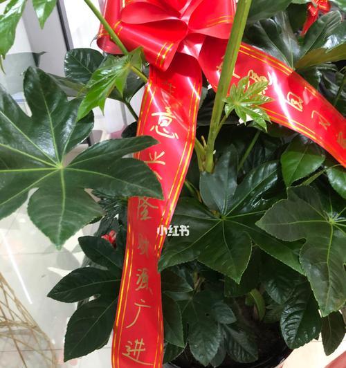 金榜题名的花语——以百合花为主题的文章（百合花的花语及其与金榜题名的关联）