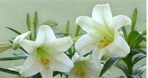 禁忌之恋——以百合花的花语为主题的文章（爱与禁忌的交织，百合花诉说着最纯粹的情感）