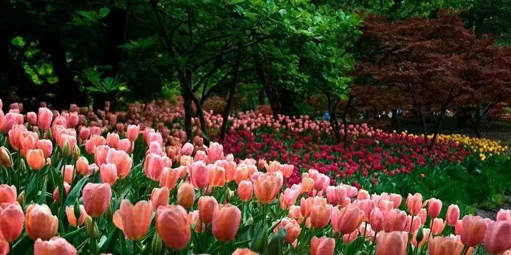 《相逢终不负，再会花语久》（以紫荆花的花语表达久别重逢之情）