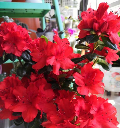 杜鹃花的养护与花期管理（打造绚丽多彩的杜鹃花园，让春天更加美丽！）