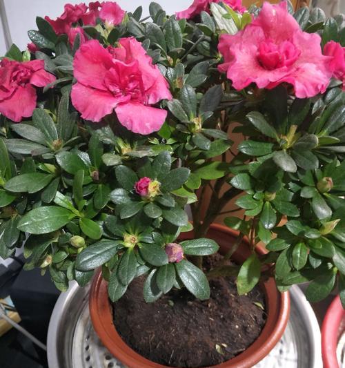 杜鹃花的养护与花期管理（打造绚丽多彩的杜鹃花园，让春天更加美丽！）