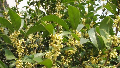 如何种植出美丽的桂花——桂花栽培技术（掌握桂花的水、肥、光、温等关键因素，让你的花园香气四溢）