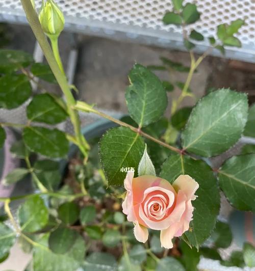 赏析月季花园艺常见品种（探秘月季花园艺之美）