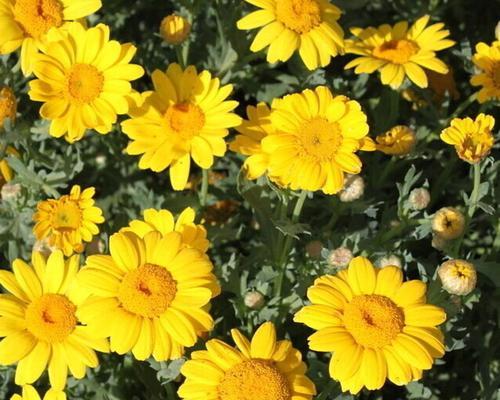赛菊芋园林用途解析（美化环境、防止土壤流失、保护生态系统）