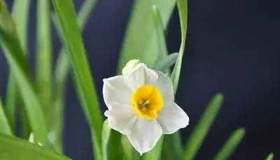 轮回之花（一朵承载着轮回哲思的花，告诉我们生命的无尽循环）