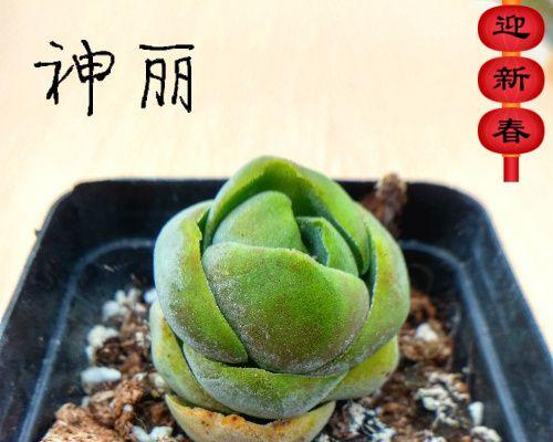 青锁龙属多肉养护指南（打造肉感盎然的多肉世界）