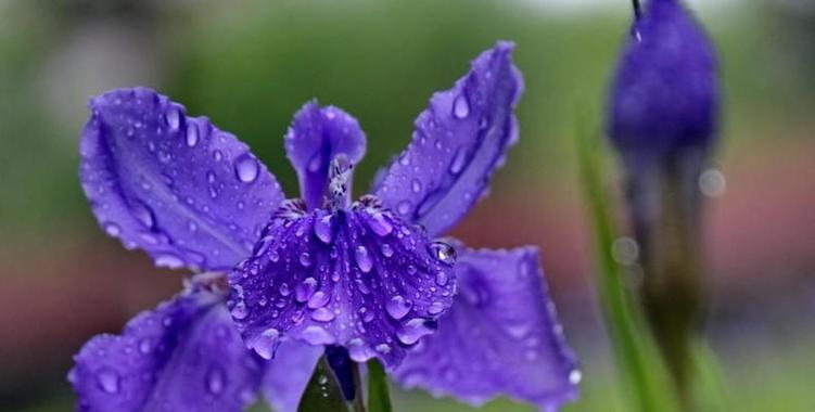 美丽的花语——以玫瑰花为例（唤起心灵美丽的使者——玫瑰花的花语解读与传承）
