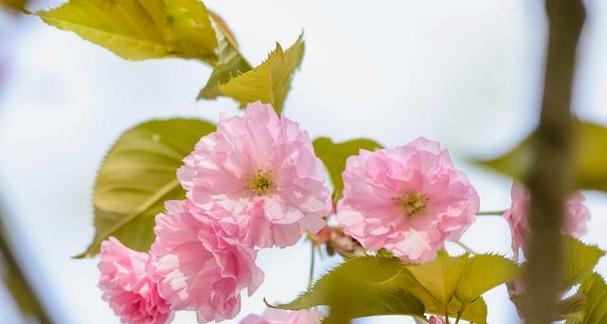 以向日葵的花语为主题的文章（梦想之花，阳光的灿烂）