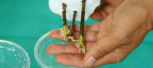 栀子花枝生根法（从容易成功的方法到注意事项）