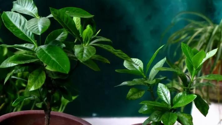 栀子花枝生根法（从容易成功的方法到注意事项）