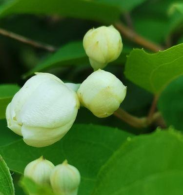 花开平安，快乐安心（以桃花的花语为主题探讨平安与快乐的关系）