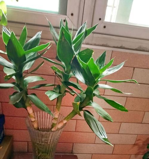 花开平安，快乐安心（以桃花的花语为主题探讨平安与快乐的关系）
