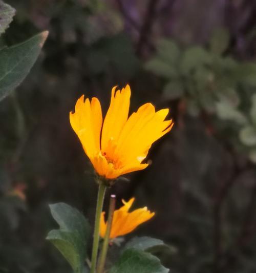平凡之花——探寻花语的智慧（以什么花的花语传达了平凡为主题的深意？）
