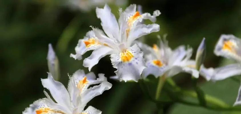 平凡之花——探寻花语的智慧（以什么花的花语传达了平凡为主题的深意？）