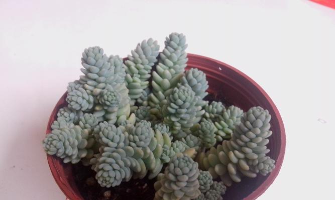 多肉分类大全（探秘多肉植物的形态和特征）