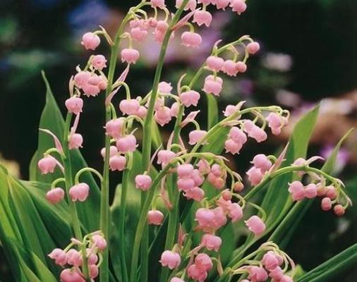 花语告白（以红玫瑰的花语为代表，用鲜花诉说爱意）