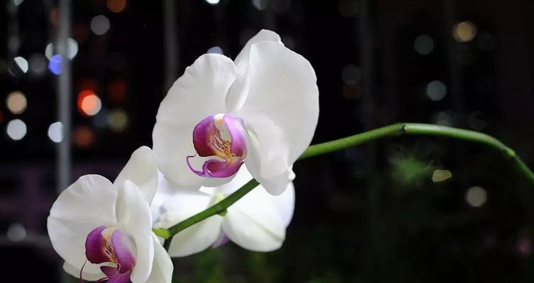 花语中的忍耐（菊花花语中的坚持与耐心）
