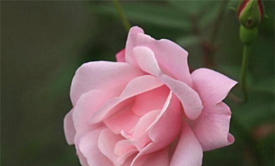 神明花语——以何种花象征神明的存在（揭开神明花语的神秘面纱）