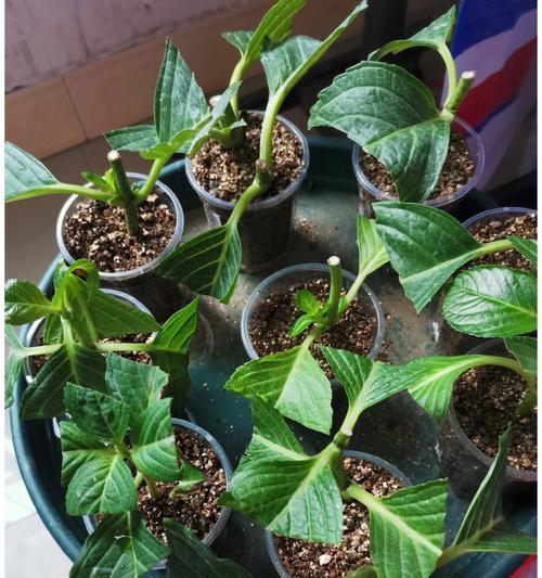 如何插扦绣球花？（用简单的方法繁殖美丽的花卉）