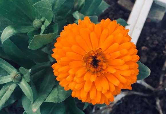 失去的花语——以菊花为例（寓意深远的花语与意义）