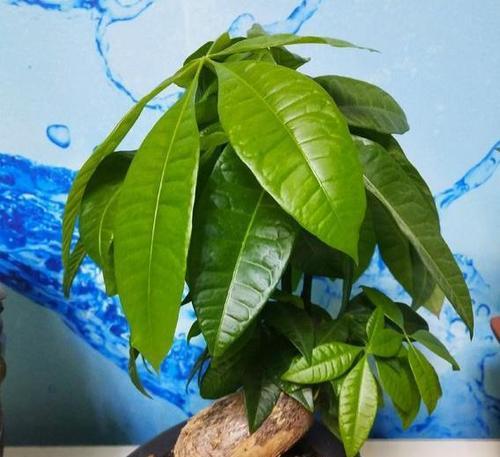 发财树种植与养护全攻略（做好“财源滚滚”必备——发财树种植与养护）