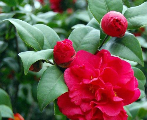 以百合花的花语为主题的文章（顺利与成功）