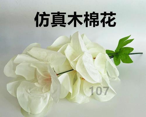 思念之花——白玫瑰（白玫瑰的花语与思念）