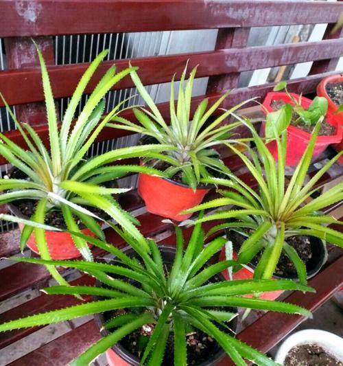 菠萝种植全攻略（土壤、育苗、施肥、病虫防治，一篇文章学会菠萝种植）