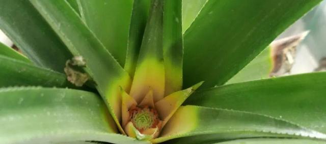 菠萝种植全攻略（土壤、育苗、施肥、病虫防治，一篇文章学会菠萝种植）
